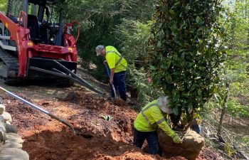 EarthCare Landscape Management Tree Installation