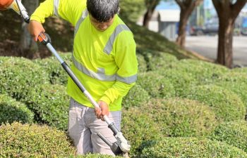 EarthCare Landscape Management Carlos Pascual Maintenance Pruning
