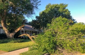 Giant broken by wind oak tree branches lying on a sidewalk by a residential house.