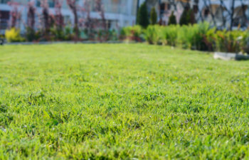 beautiful lawn with green grass
