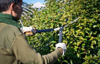 cutting hedge with scissors