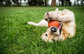 golden retriever dog playing with rubber ball on green lawn